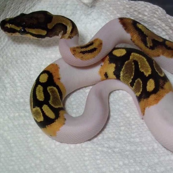 Meet your Posher, David - Picture 1 of 1